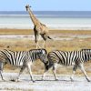 Namibia in Self Drive – 14 giorni