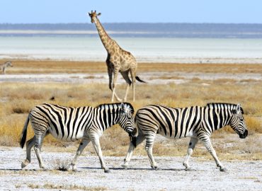 Namibia in Self Drive – 14 giorni