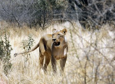 Kenya – Kenya Essenziale – 6 giorni