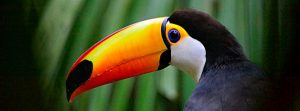 Costarica e biodiversità