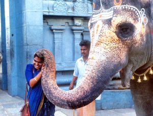 India – Rajasthan – La rosa del Deserto –   – 14 giorni