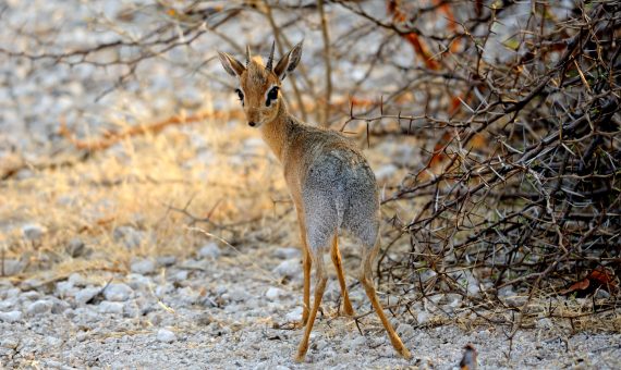 wild life in Namibia